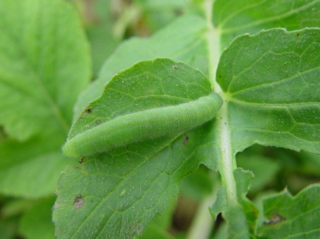 科学防治菜青虫