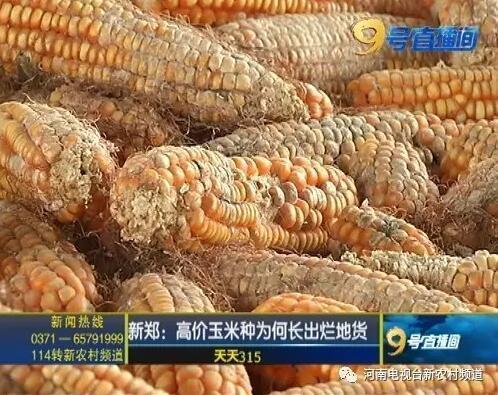 新郑农民花高价买玉米种 长出发霉变质烂玉米