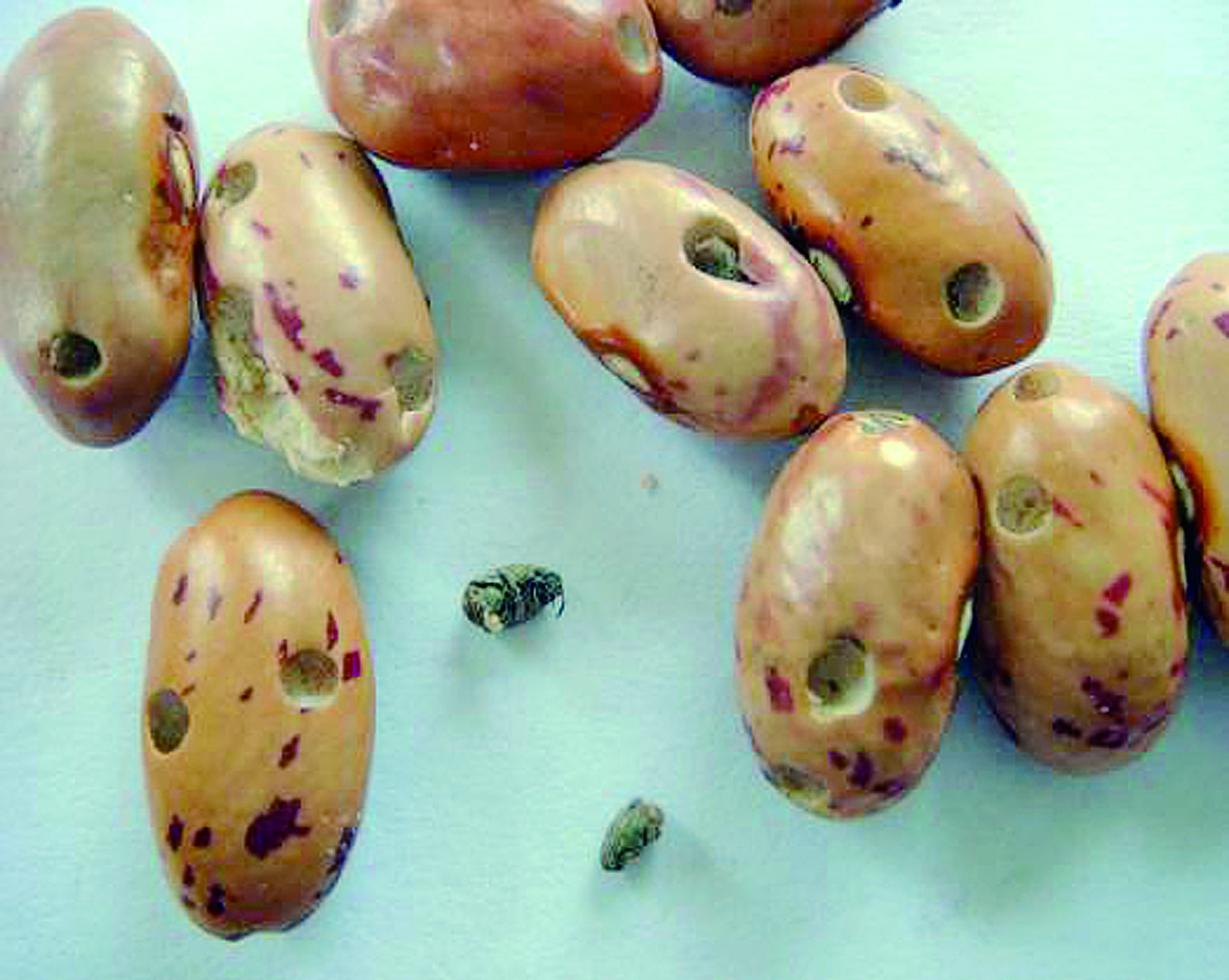 菜豆象防控技术集纳