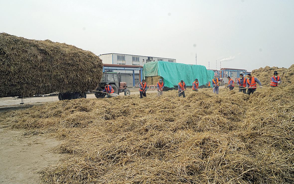 工人师傅正在原料料场清理秸秆