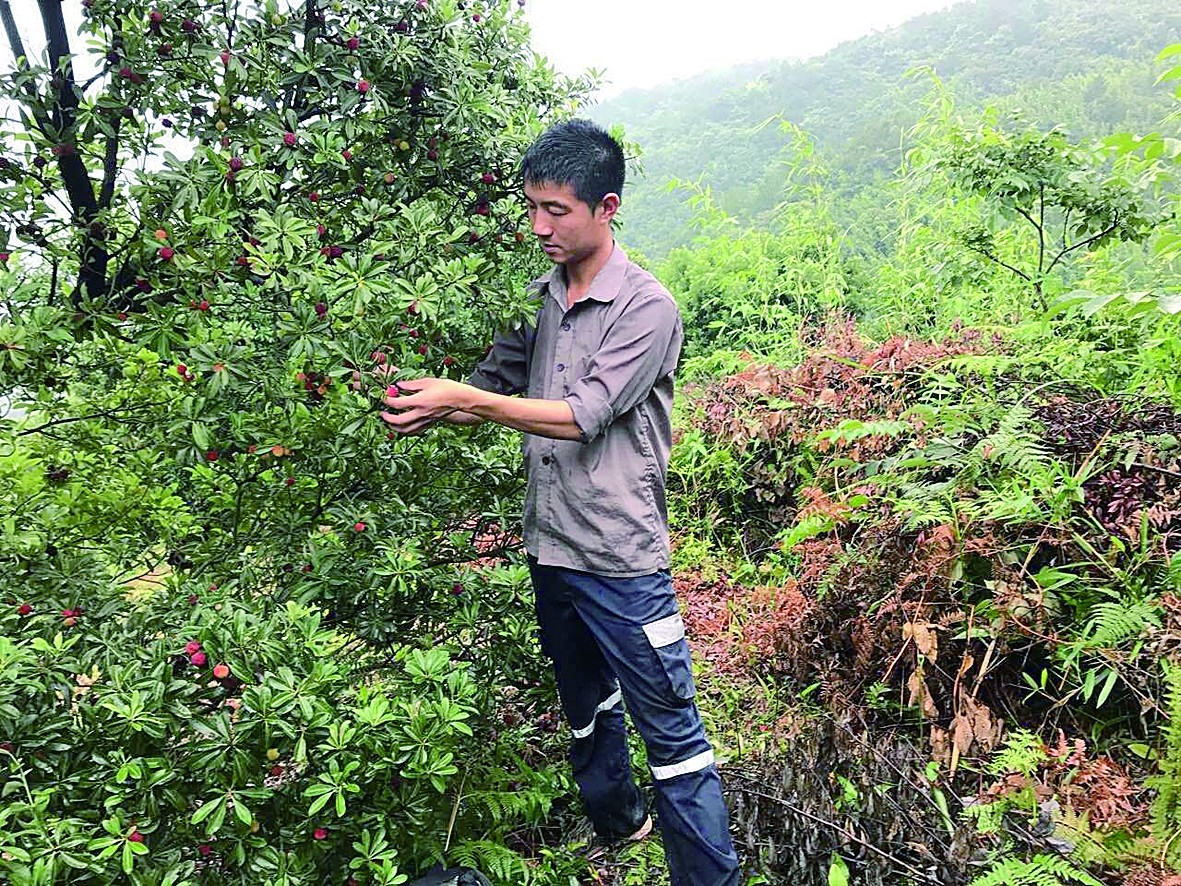 慈溪大山村杨梅基地种植户戚均权采摘杨梅