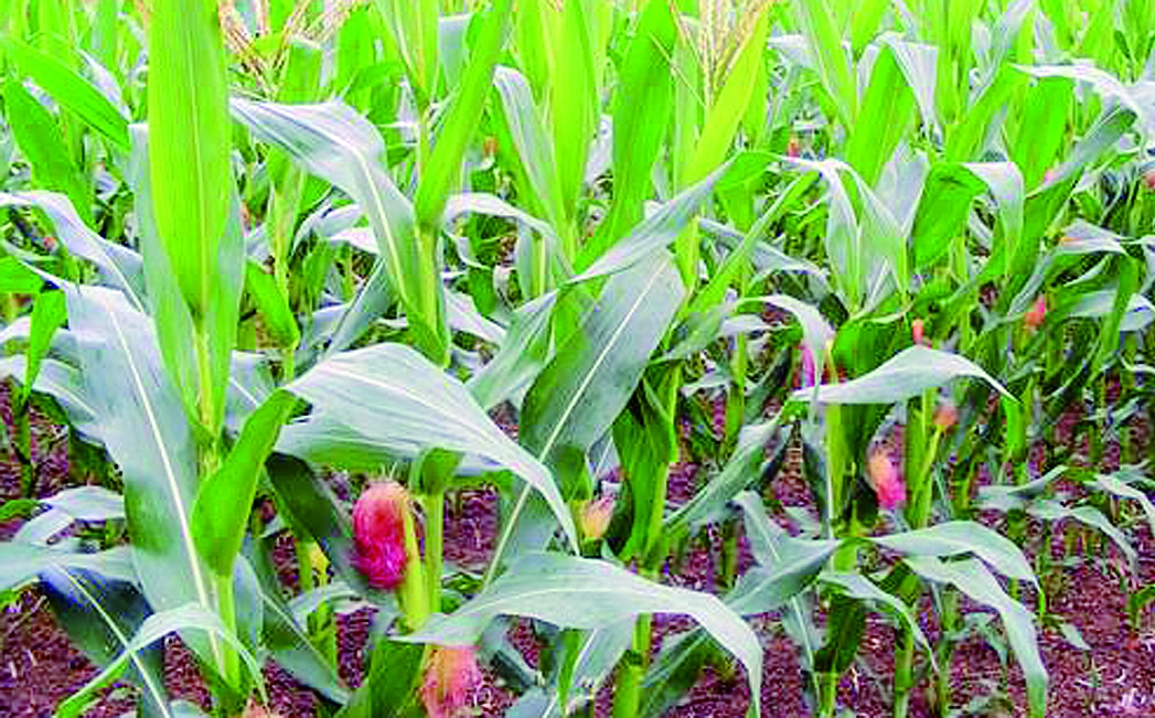 玉米化学除草技术