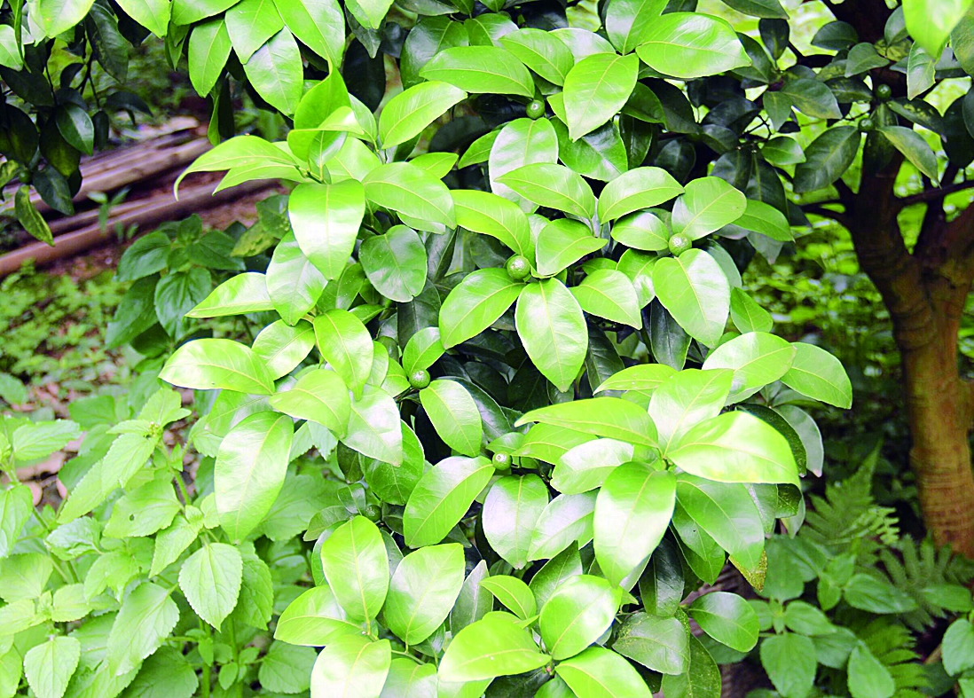 ʹú