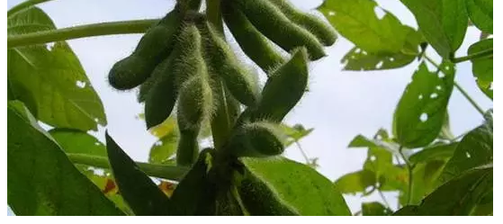 大豆中后期田间该如何管理?