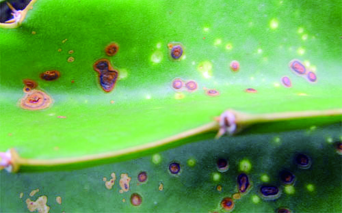 选对药剂防治火龙果溃疡病