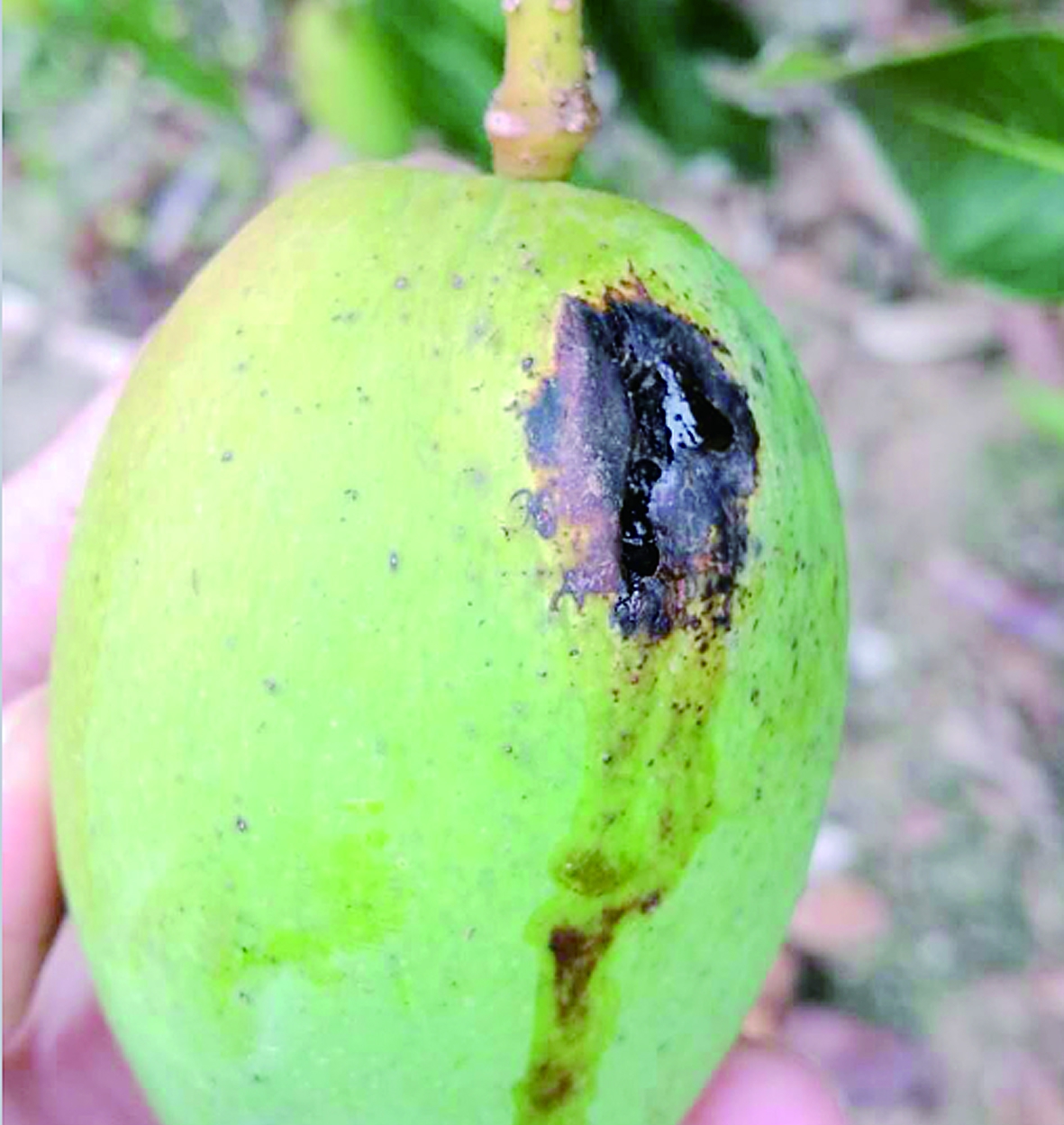 芒果细菌性角斑病