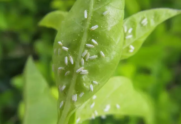 我国目前已知的柑橘粉虱类害虫有23种,其中以柑橘粉虱(白粉虱)和黑