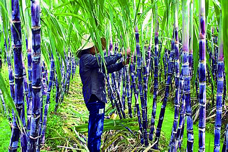 云南省金平县:糖料甘蔗节本增效种植技术