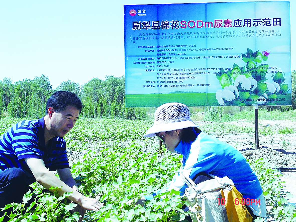 农技专家在新疆尉犁县示范田查看棉花苗情