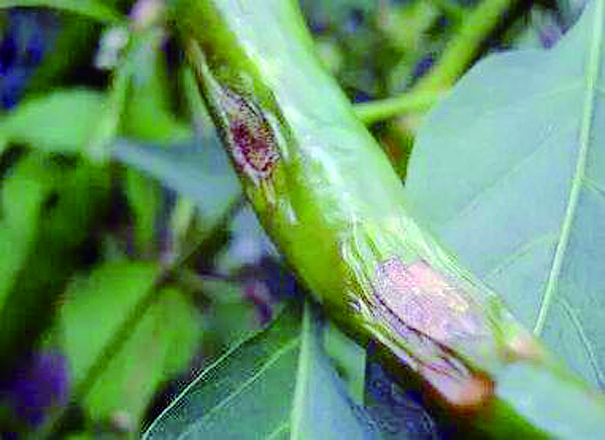 大棚辣椒重防炭疽病和白粉病