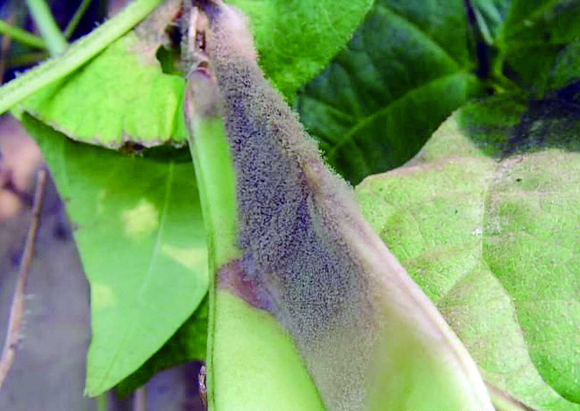 综合防治菜豆灰霉病