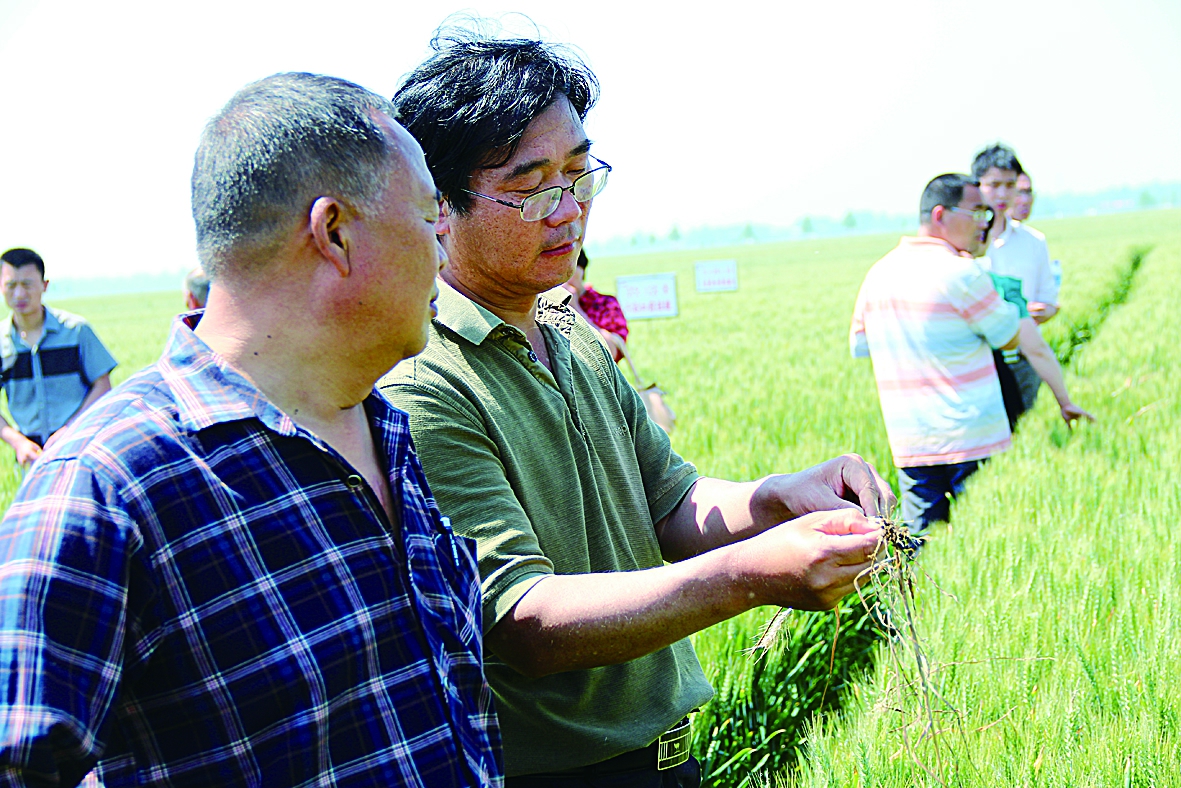 参观农户仔细观察小麦