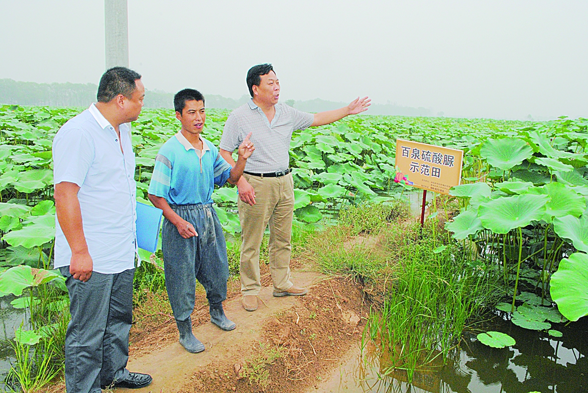 百泉硫酸脲范县总经销郝建华（右）和莲藕种植户张志勇（中）向厂家代表介绍肥效表现