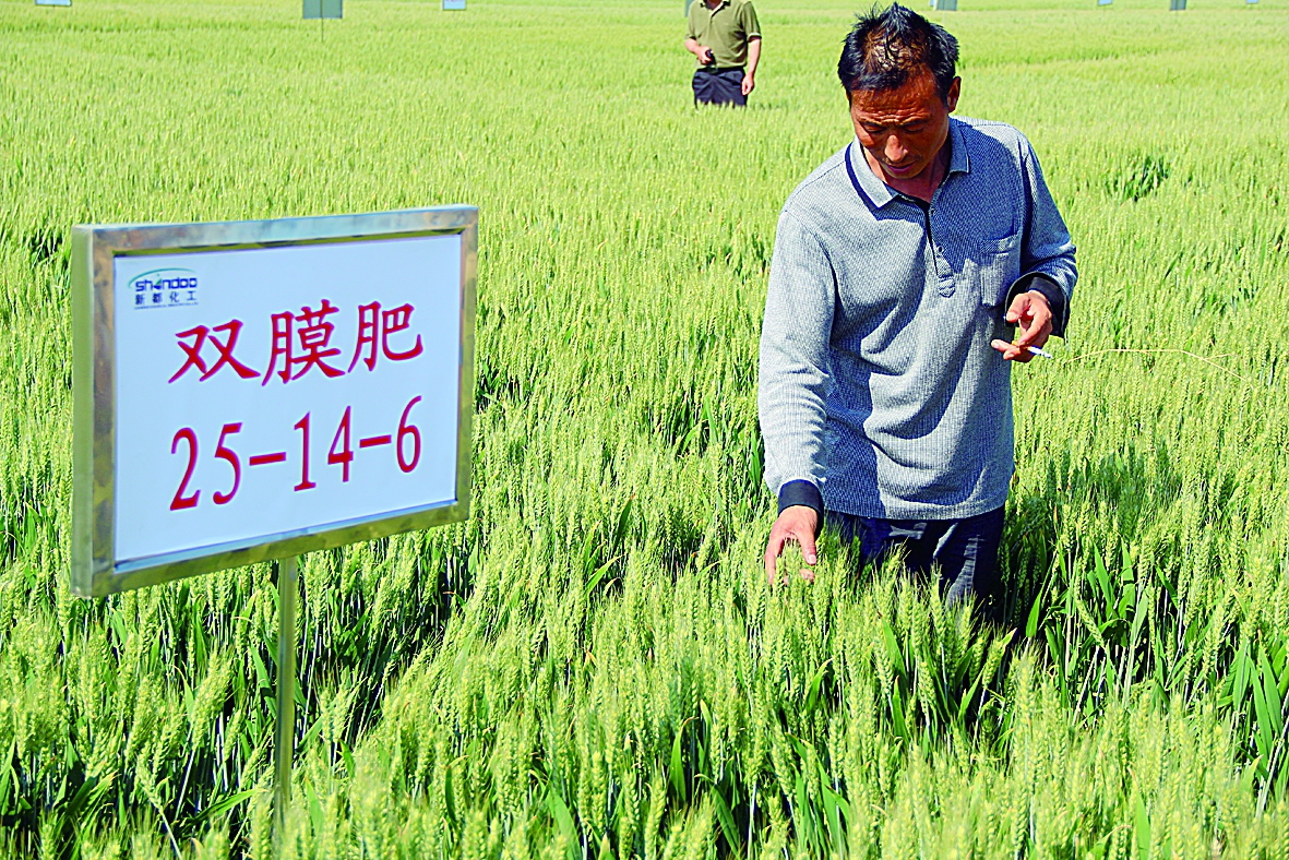 种植户在双膜肥试验田观摩