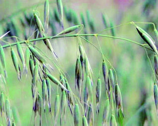 野燕麦