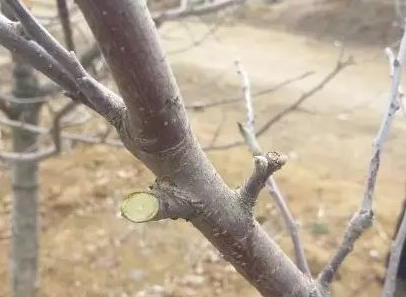 果树剪枝门道多,这些技术要知道!