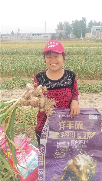 亩产干蒜1750公斤 洋丰硫助农创纪录