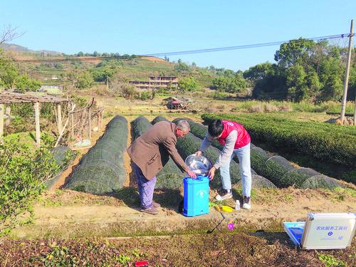 福建中农助力茶农防寒抗冻