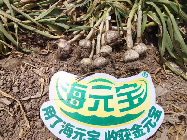 微信图片_20250605174244